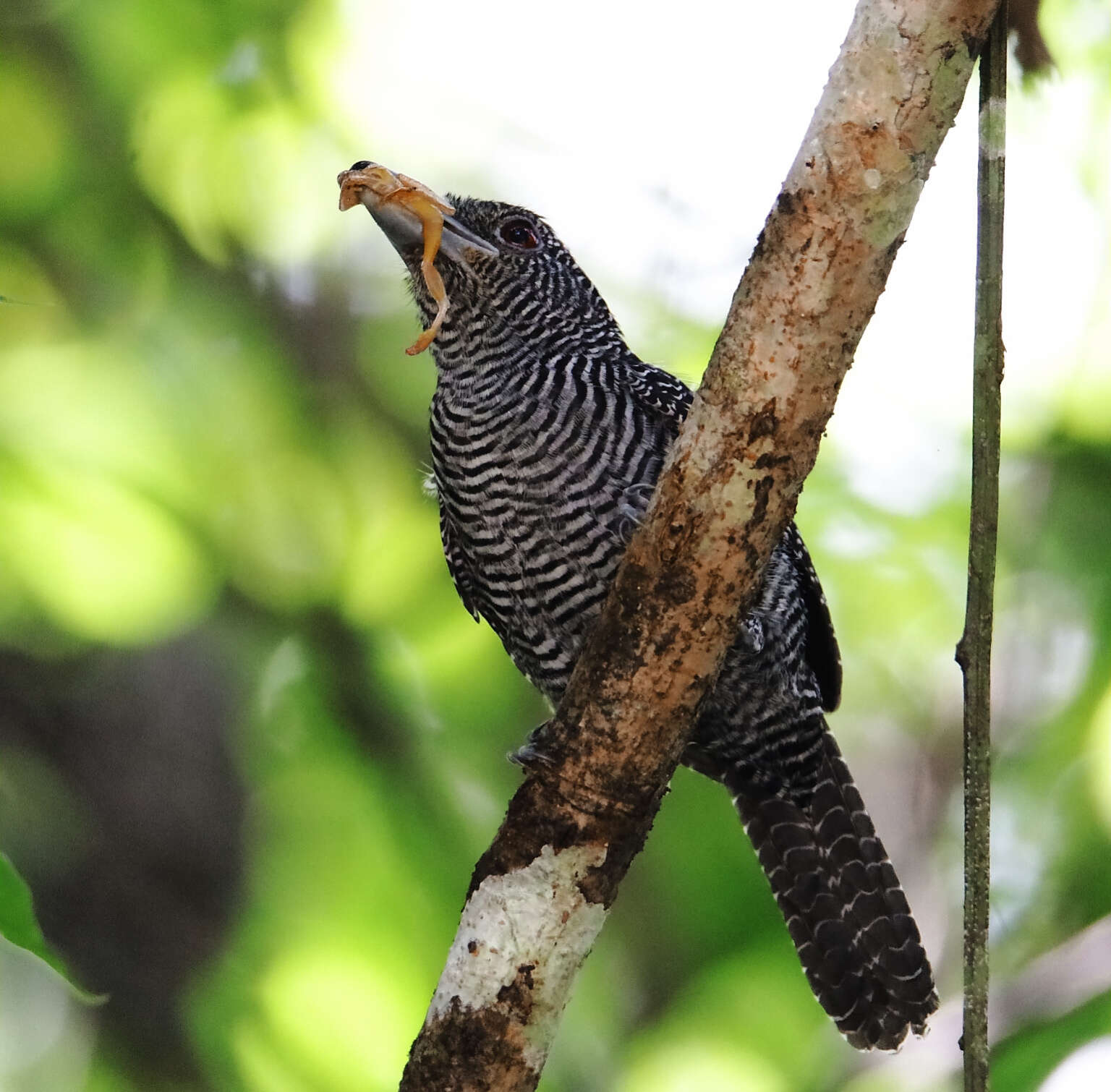 Image of Fasciated Antshrike