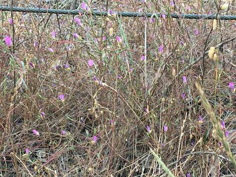 Image of Presidio clarkia