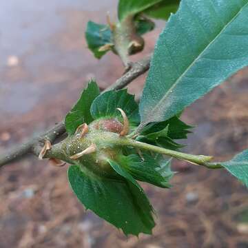 Image of Asian chestnut gall wasp