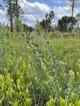 Image de Lespedeza hirta subsp. curtissii Clewell