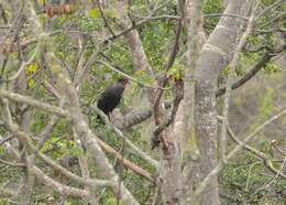 Image of White-winged Guan