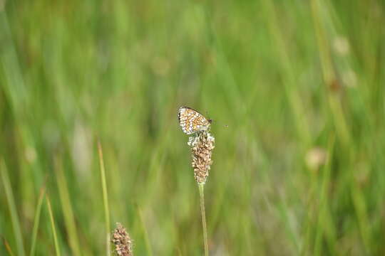 Plancia ëd <i>Melitaea deione</i>