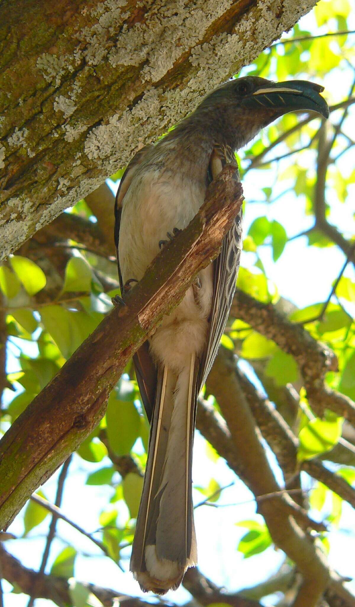 Image of Lophoceros nasutus epirhinus (Sundevall 1850)