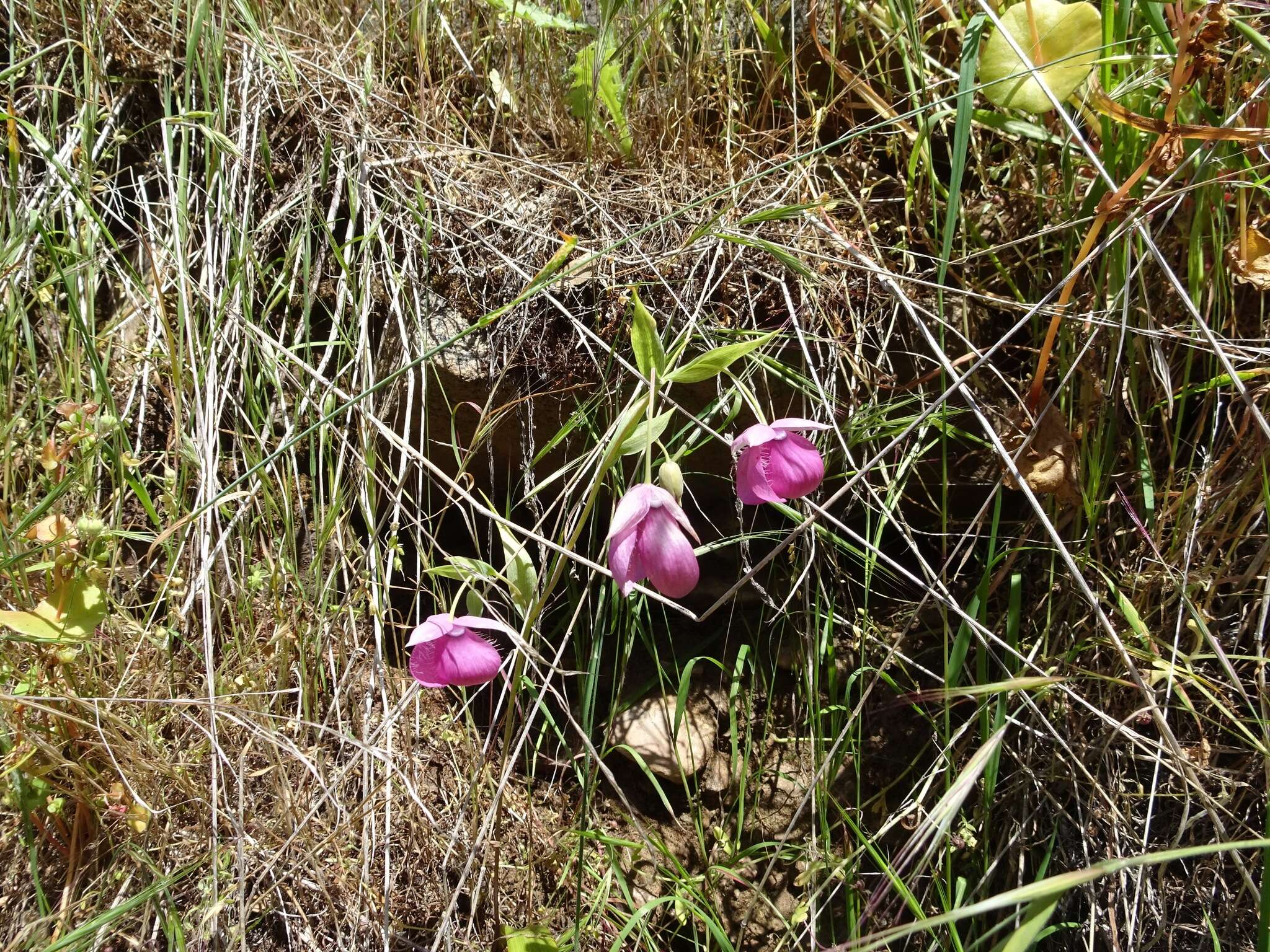 Image de Calochortus amoenus Greene