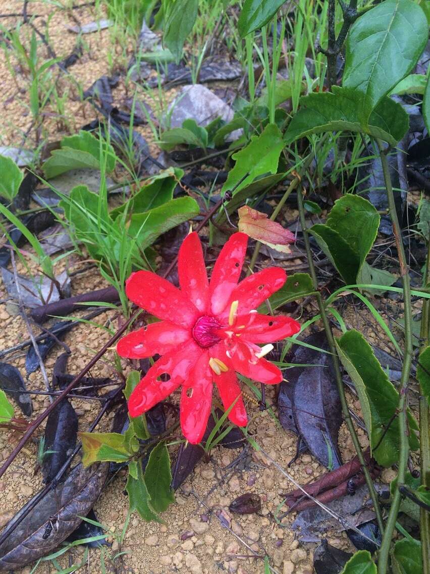 Sivun Passiflora araujoi Sacco kuva