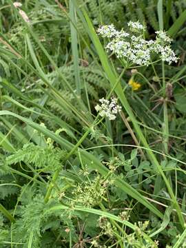 Image of Chaerophyllum azoricum Trelease