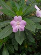 Impatiens sodenii Engl. & Warb. ex Engl. resmi