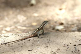 Image of Diporiphora phaeospinosa Edwards & Melville 2011