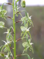 Image of Habenaria genuflexa Rendle