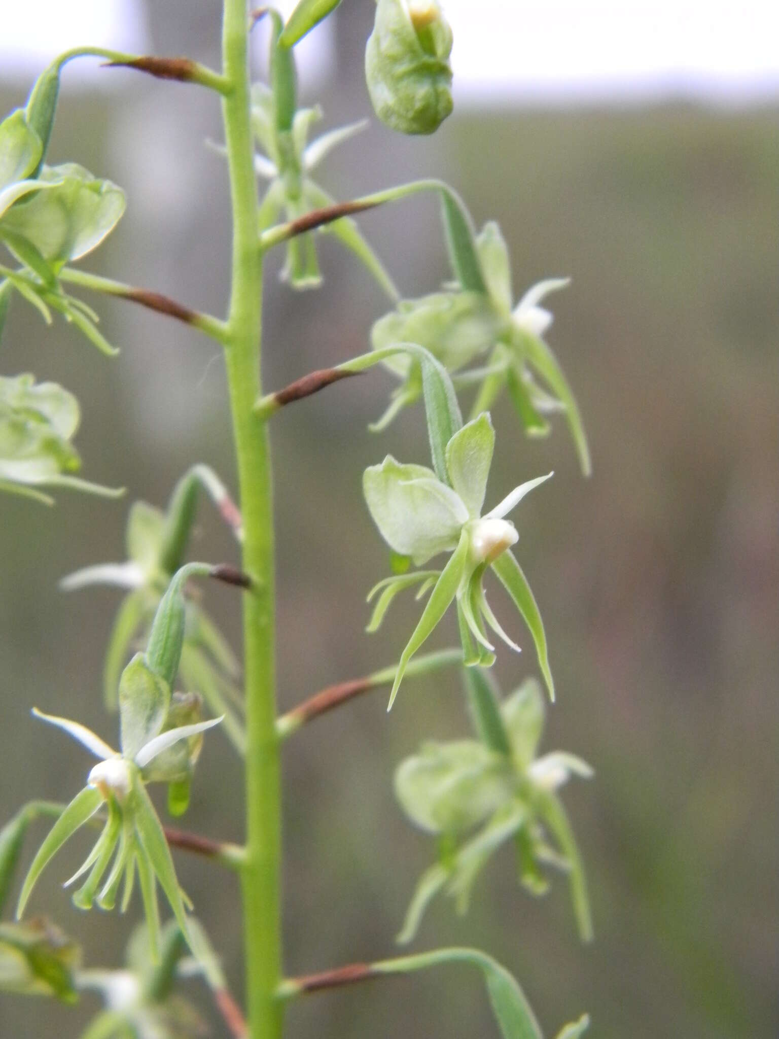 Image of Habenaria genuflexa Rendle