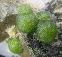 Image of Cladophora albida