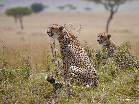 Image of Namibian cheetah