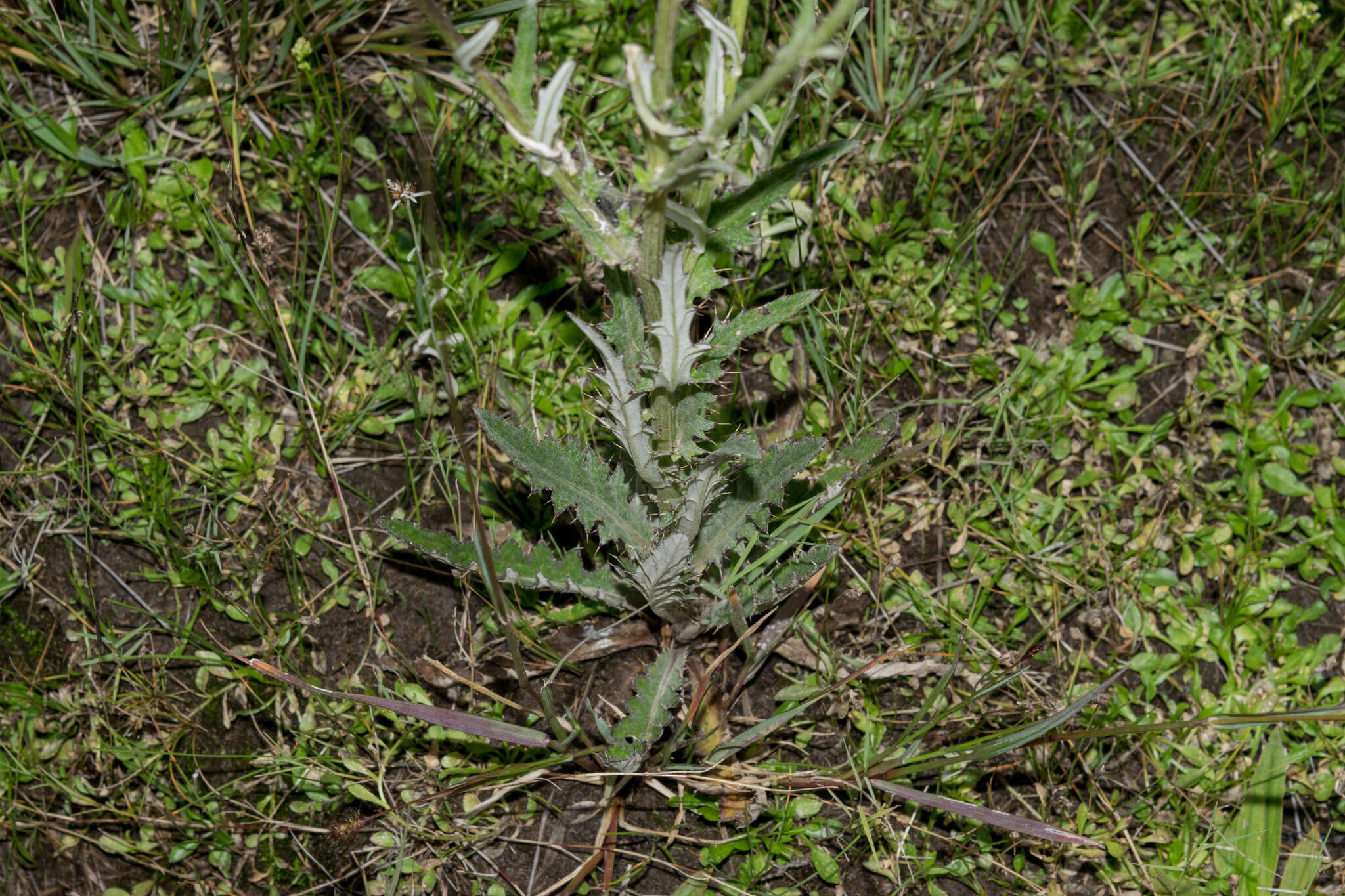 Imagem de Cirsium grahamii A. Gray