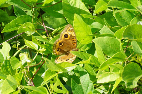 Image de <i>Junonia neildi</i>