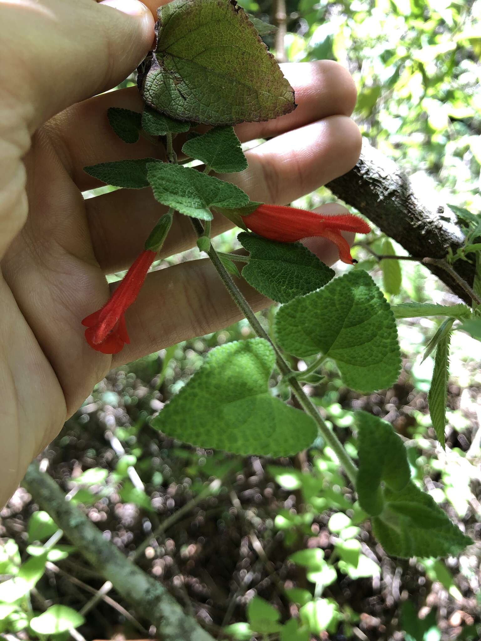 Imagem de Salvia disjuncta Fernald