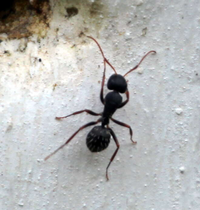 Image of Camponotus braunsi Mayr 1895