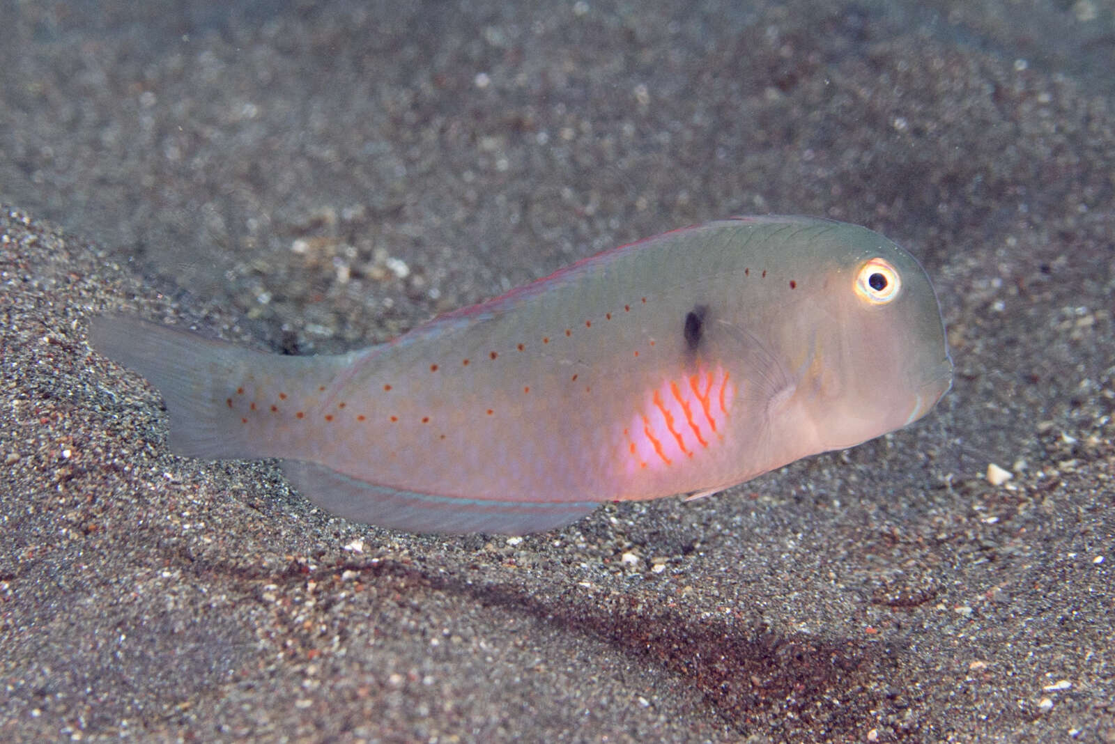 Image of Fivefinger razorfish