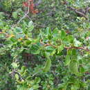 Vachellia anegadensis (Britton) Seigler & Ebinger resmi