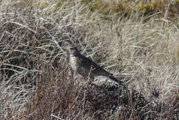 Image of Skylark