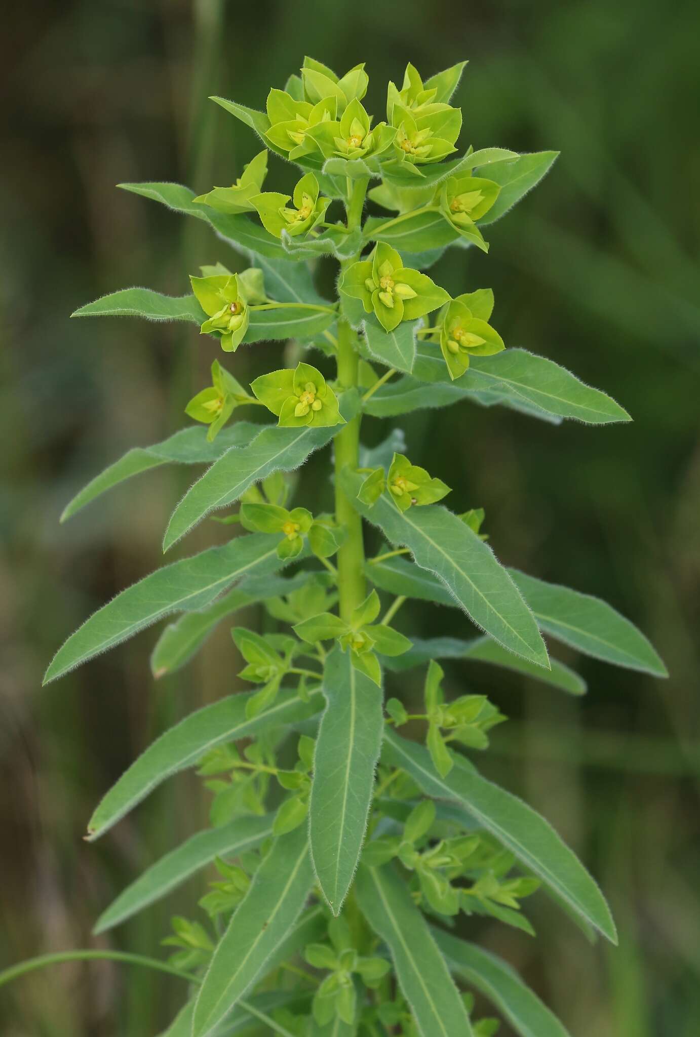 Euphorbia platyphyllos L.的圖片