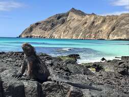 Image of marine iguana