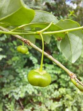 Imagem de Pseudophyllanthus