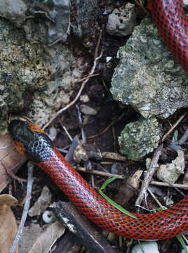 Imagem de Micrurus diastema alienus (Werner 1903)