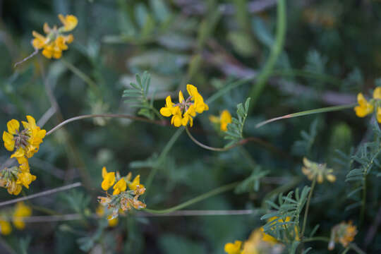 Image of Hippocrepis scorpioides Benth.