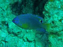 Image of Ocellate damselfish