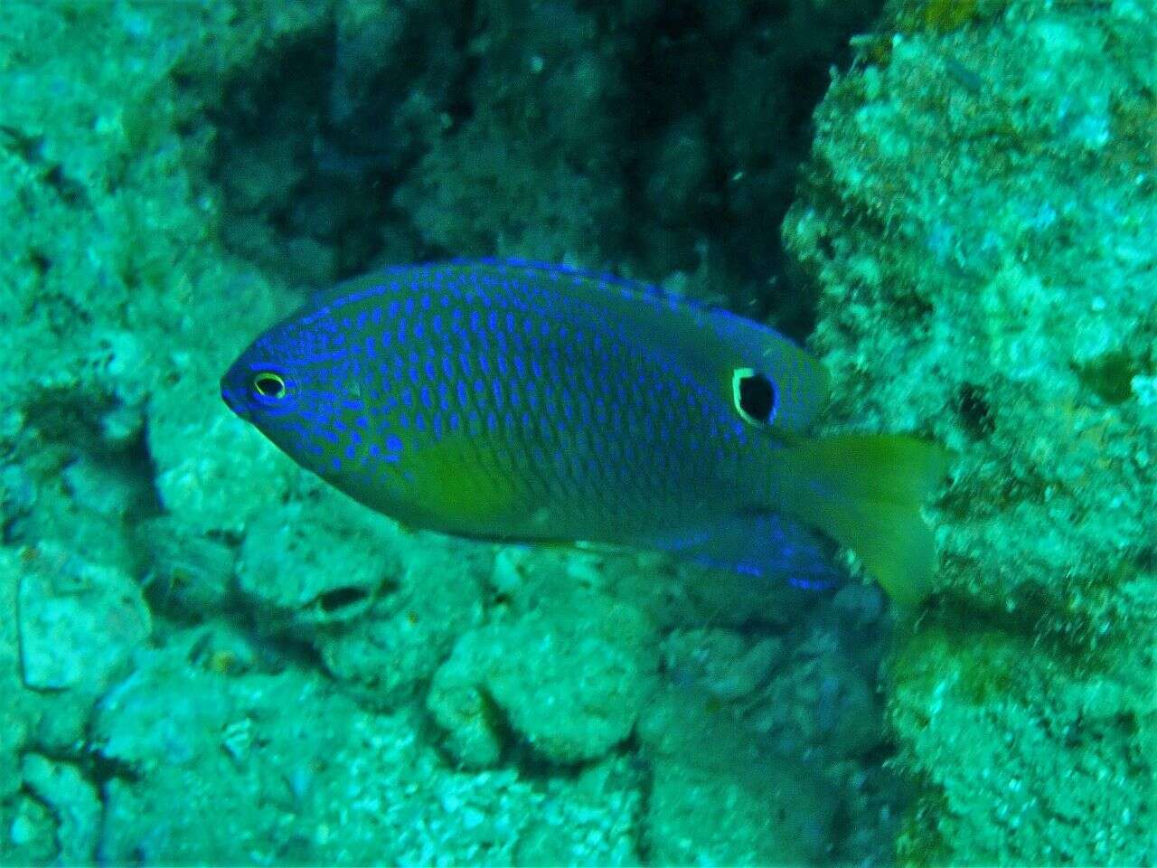 Image of Ocellate damselfish