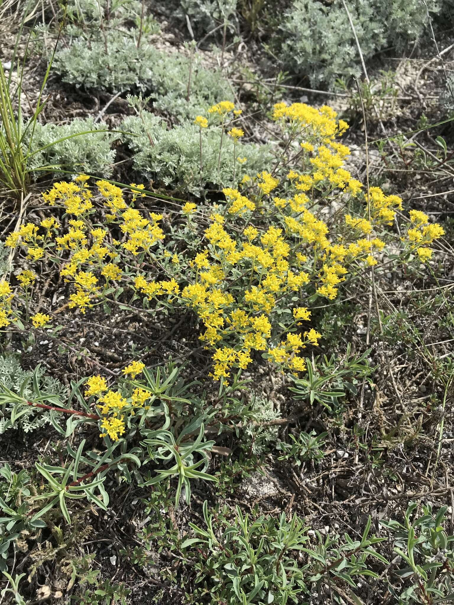 Sivun Alyssum tortuosum Waldst. & Kit. ex Willd. kuva