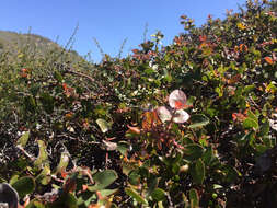 Image de Arctostaphylos osoensis P. V. Wells