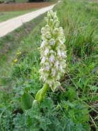 Image of Giant Orchid