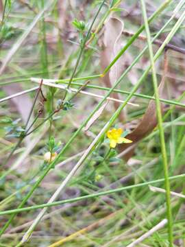 Image of grassy St. Johnswort