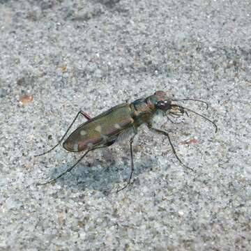 Image de Calomera littoralis fiorii