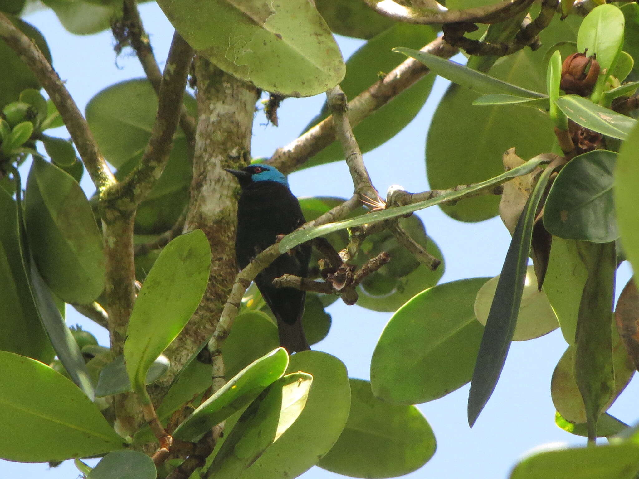 Image of Scarlet-thighed Dacnis