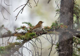 صورة Larvivora sibilans Swinhoe 1863