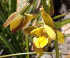 Eulophia platypetala Lindl.的圖片