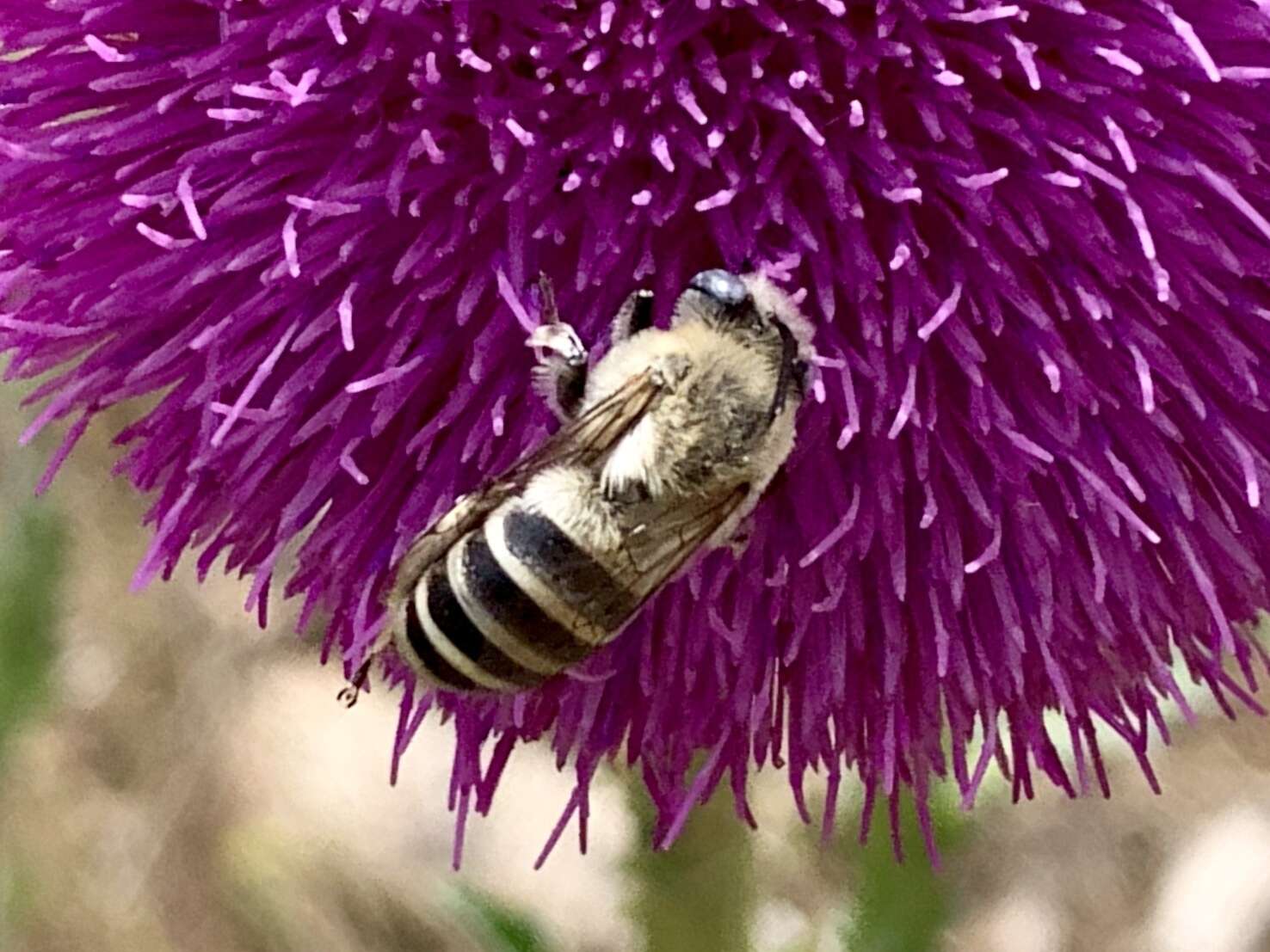 Sivun Anthophora montana Cresson 1869 kuva