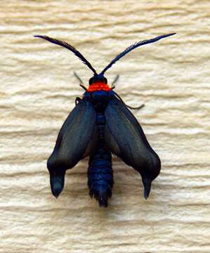 Image of Grapeleaf Skeletonizer