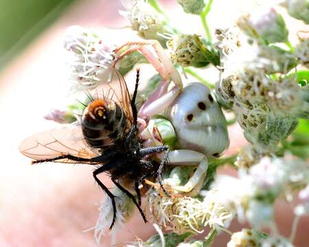 Misumenoides formosipes (Walckenaer 1837) resmi