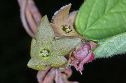 Image of Matelea araneosa (J. D. Sm.) R. E. Woodson