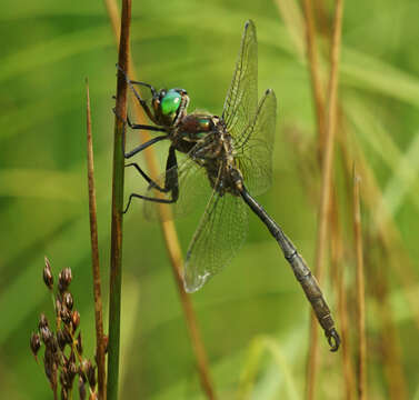 Image of Hine's Emerald