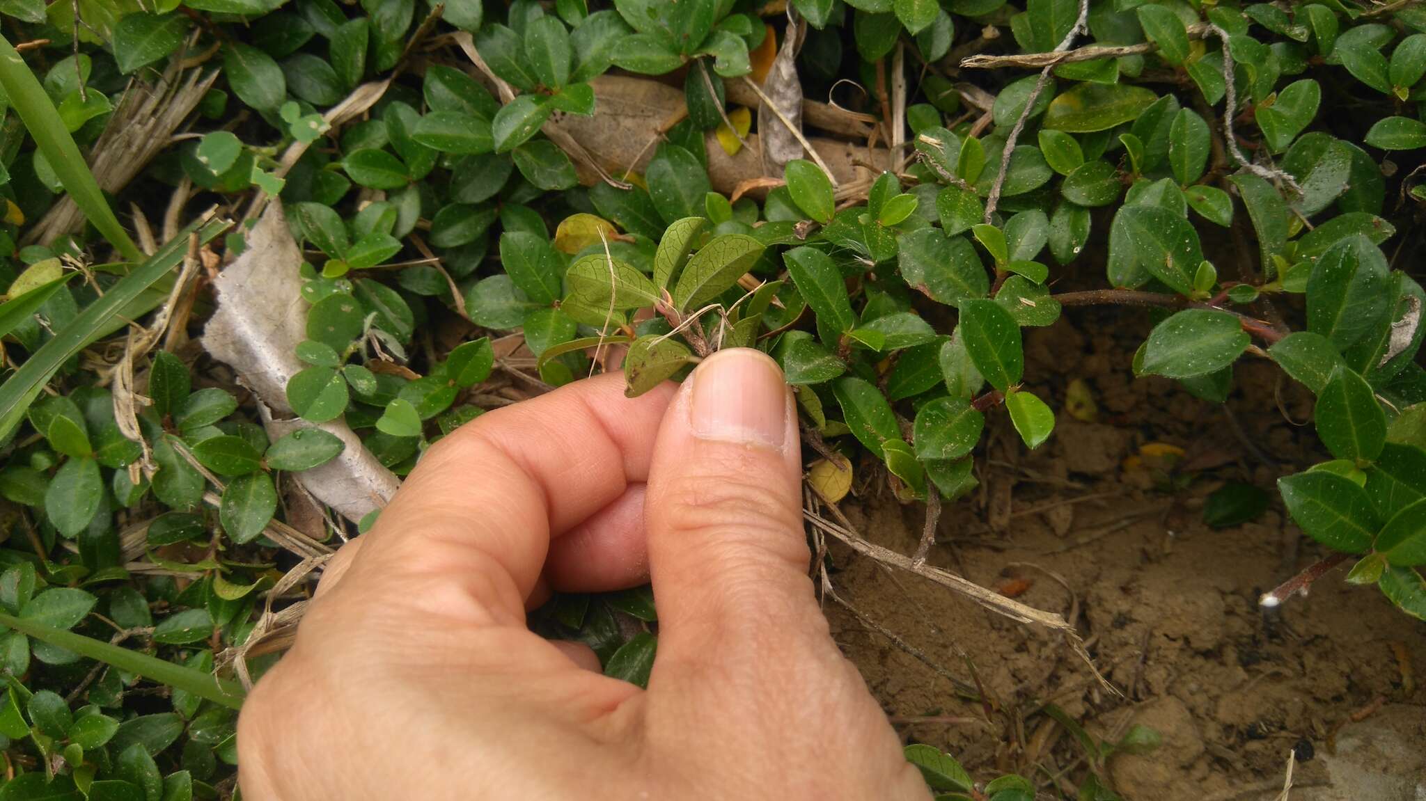 Image of Ficus vaccinioides Hemsl. & King ex King