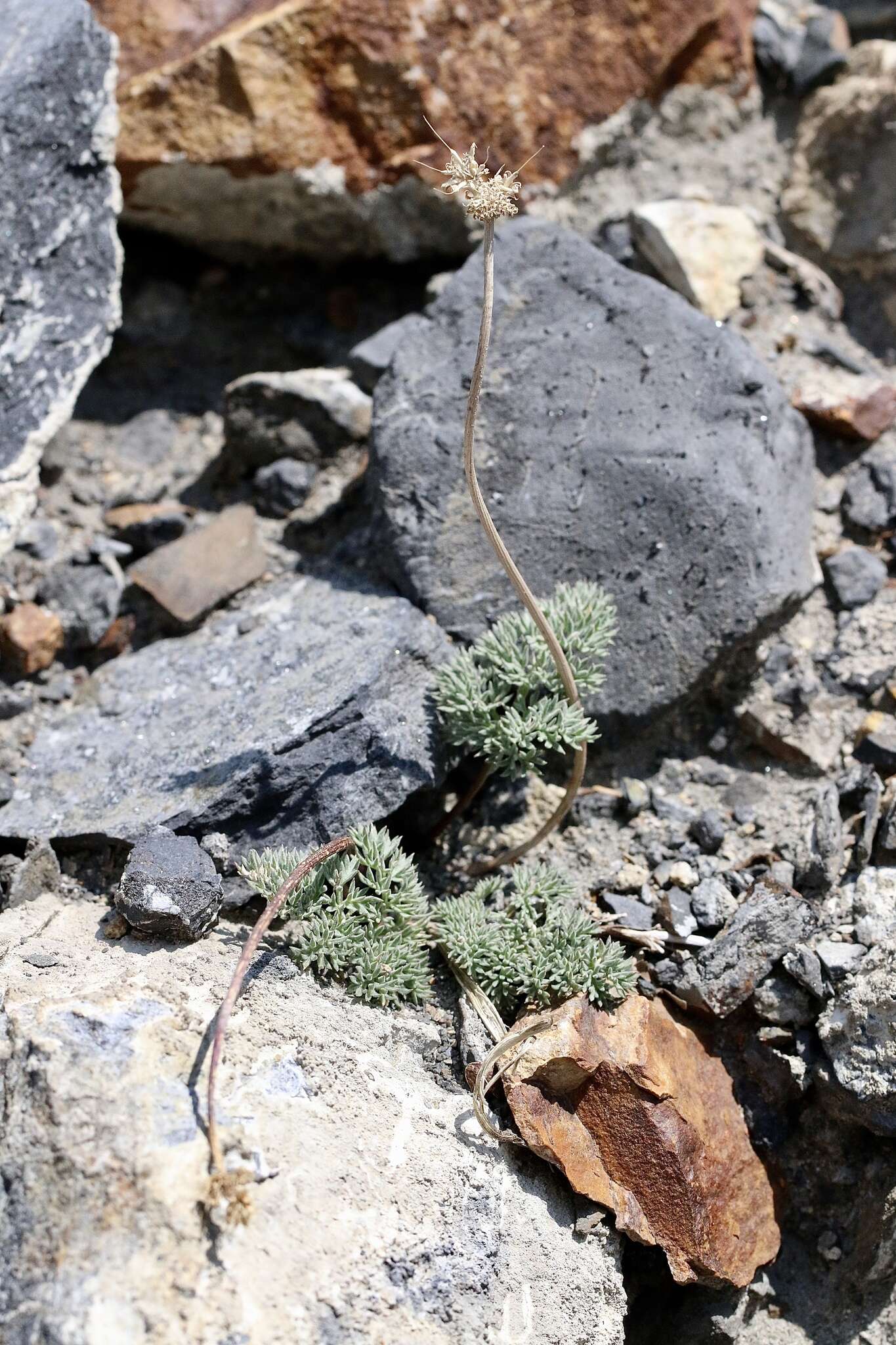 Image of gray springparsley