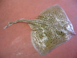 Image of Spotted Ray