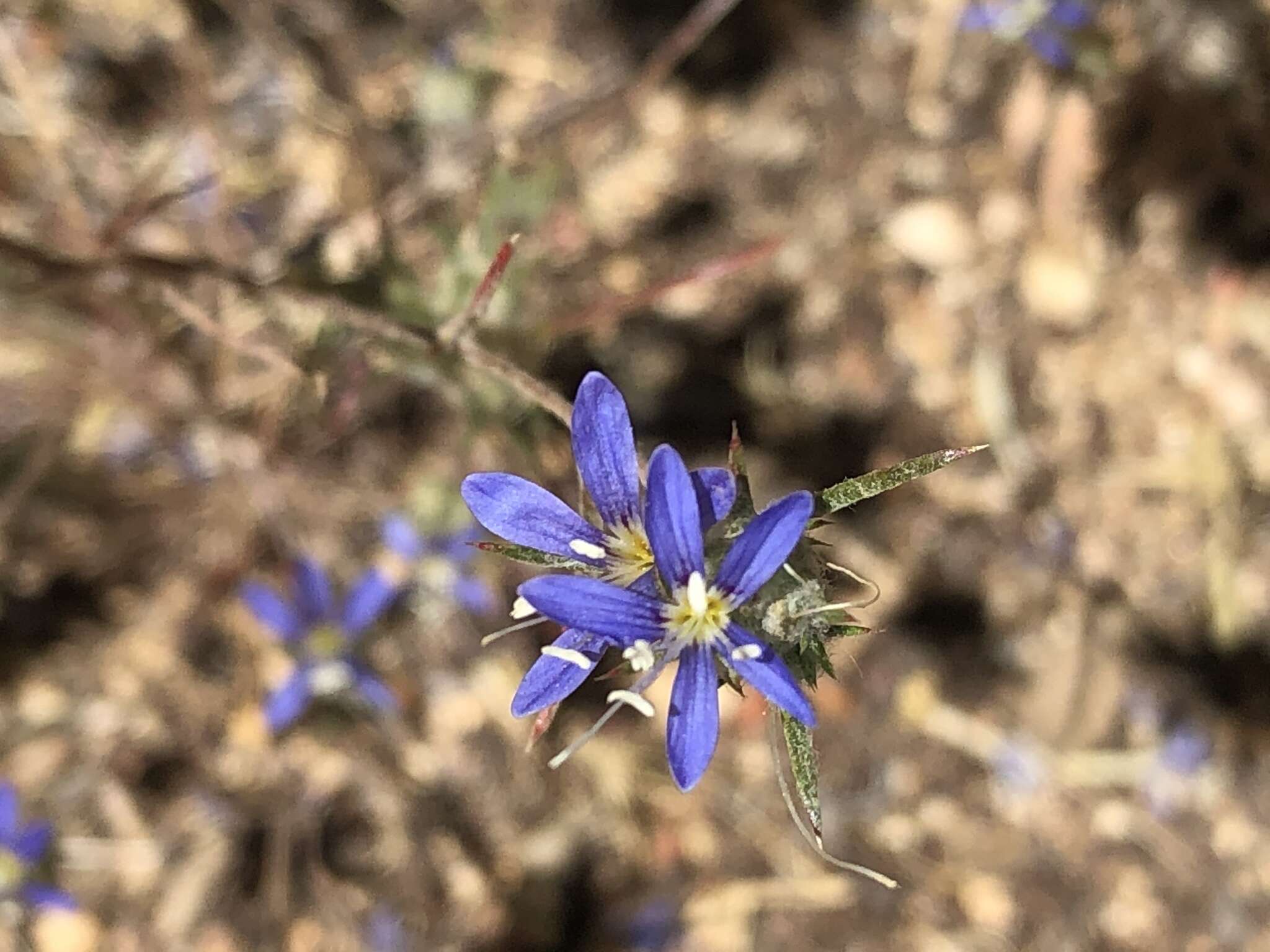 Imagem de Eriastrum virgatum (Benth.) Mason