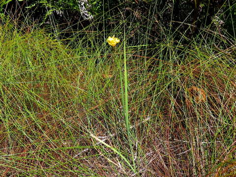 Image of Ixia odorata Ker Gawl.