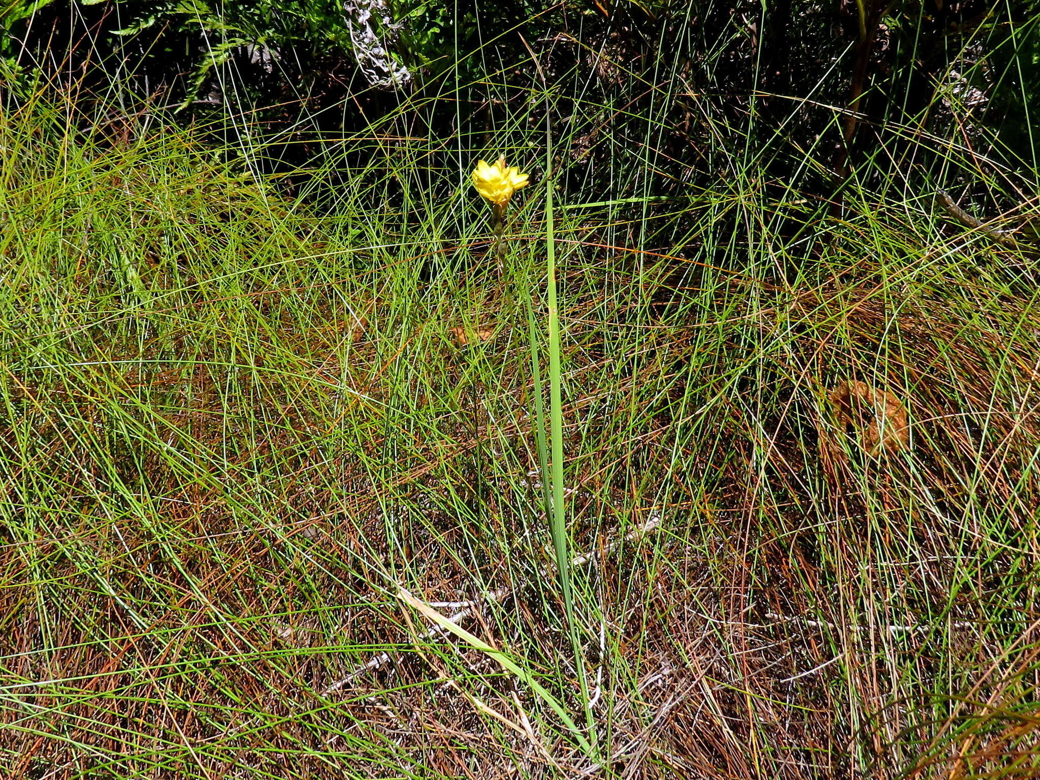 Image of Ixia odorata Ker Gawl.