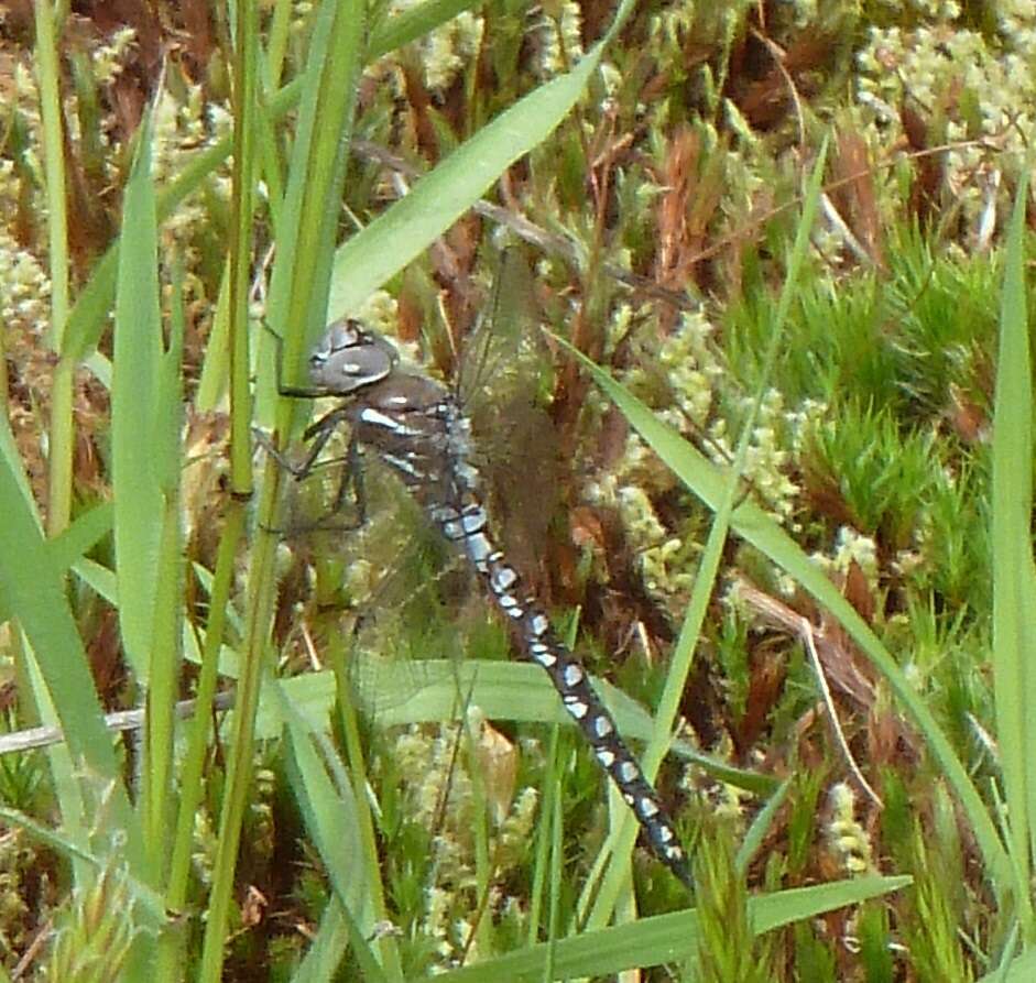 Image of California Darner